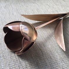 Bronze Tulip